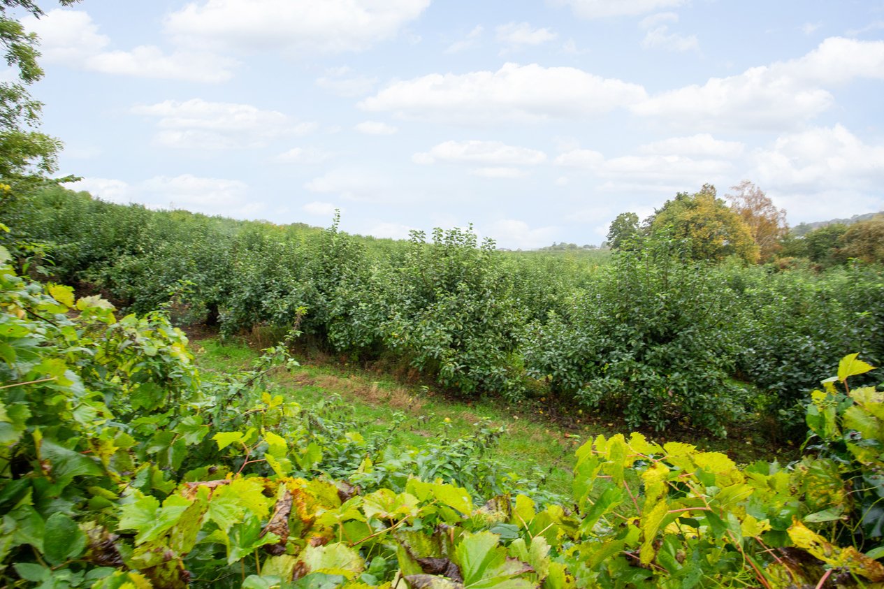 Properties Sold in Ashford Road Chartham